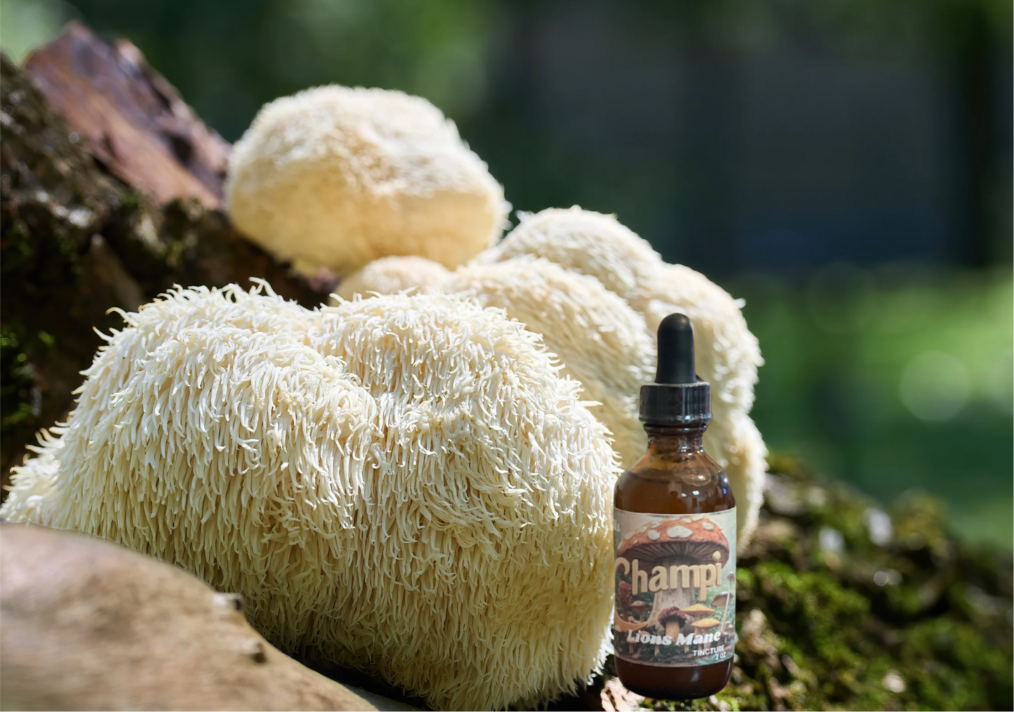 Lions mane Tincture