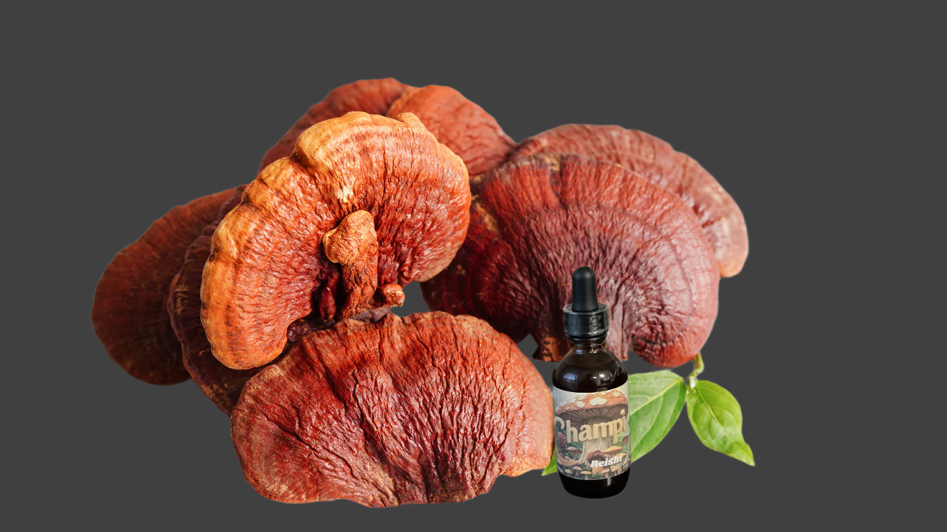 Reishi Tincture